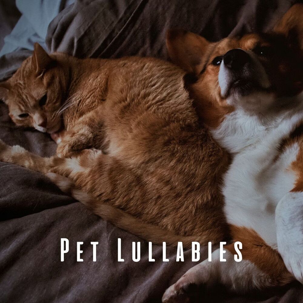 Picture of Pet Lullabies: Music for Peaceful Rest