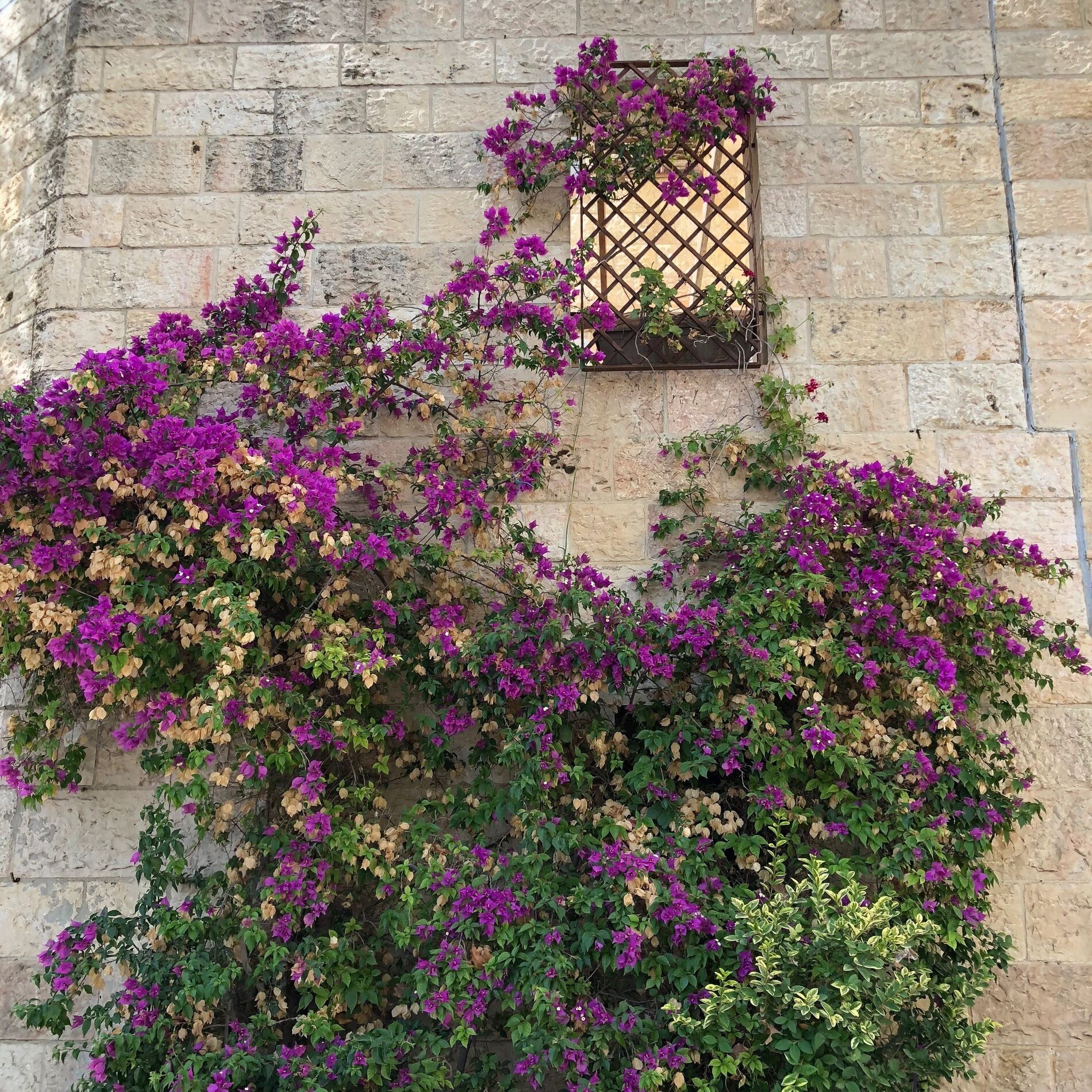 Album cover of Jesus In Jerusalem