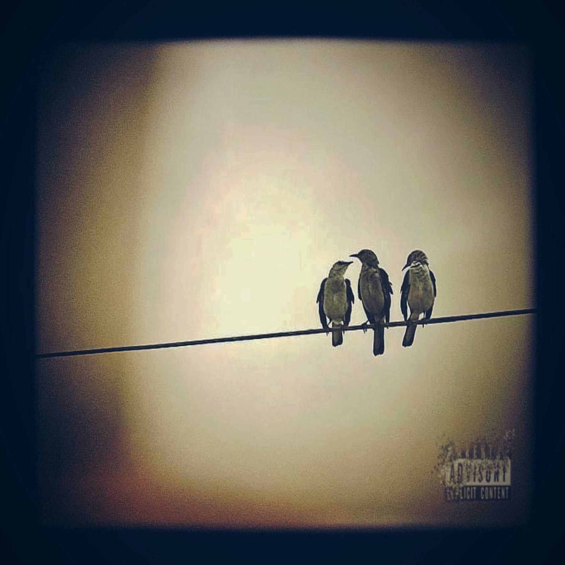 Album cover of 3 Birds, I'm Stoned (feat. Crook)