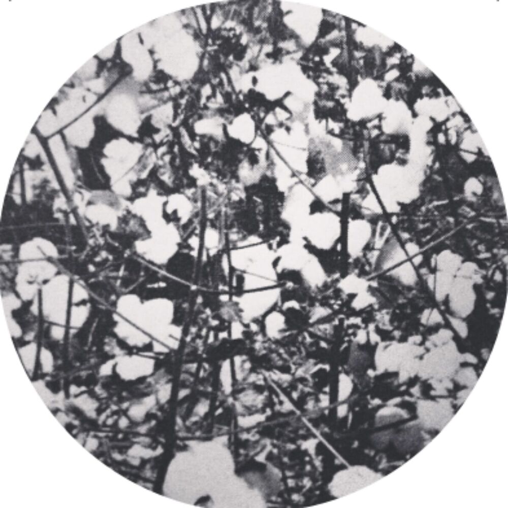 Picture of WOLFEP027