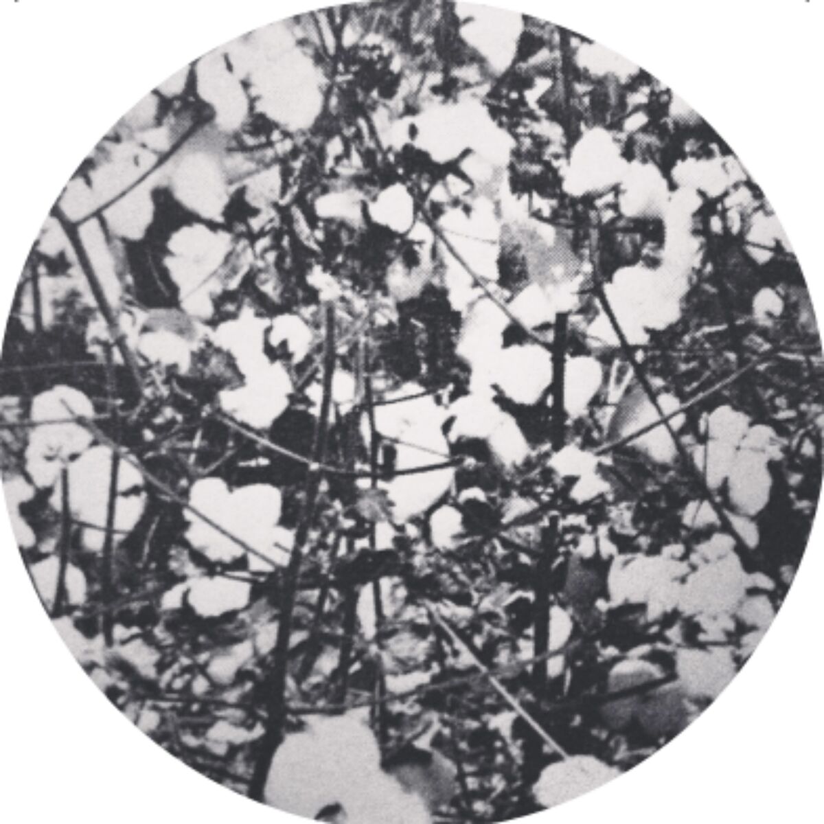 Album cover of WOLFEP027