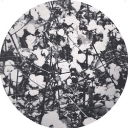 Cover of WOLFEP027