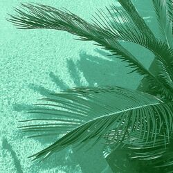 Cover of Music for Snowbirds (Bossanova)