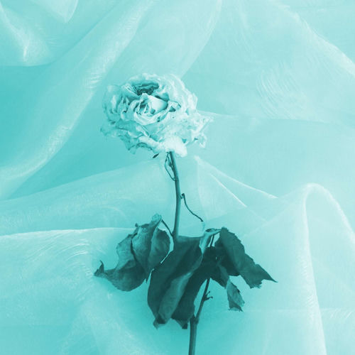 flowers artwork