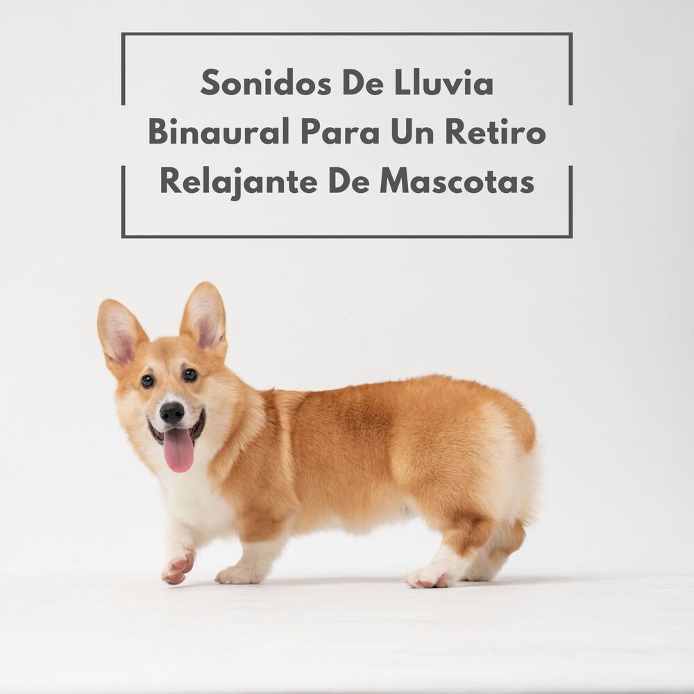 Picture of Sonidos De Lluvia Binaural Para Un Retiro Relajante De Mascotas