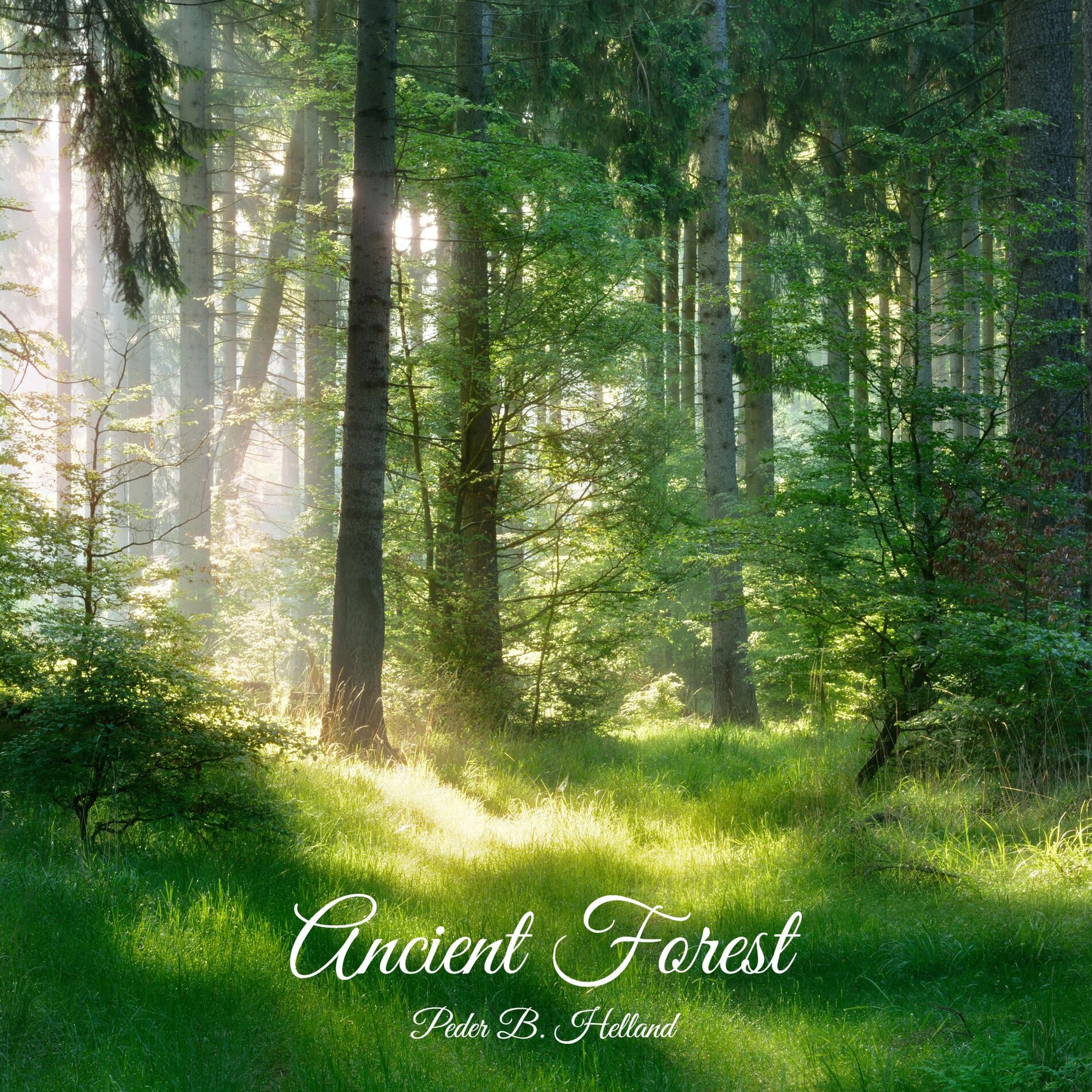Album cover of Ancient Forest