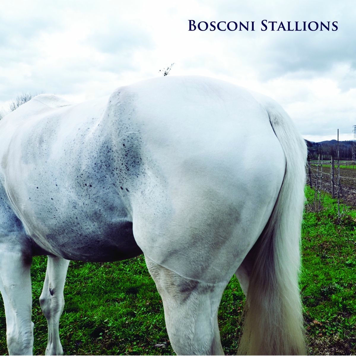 Album cover of Bosconi Stallions Compilation - Celebrating 5 Years of Bosconi Records