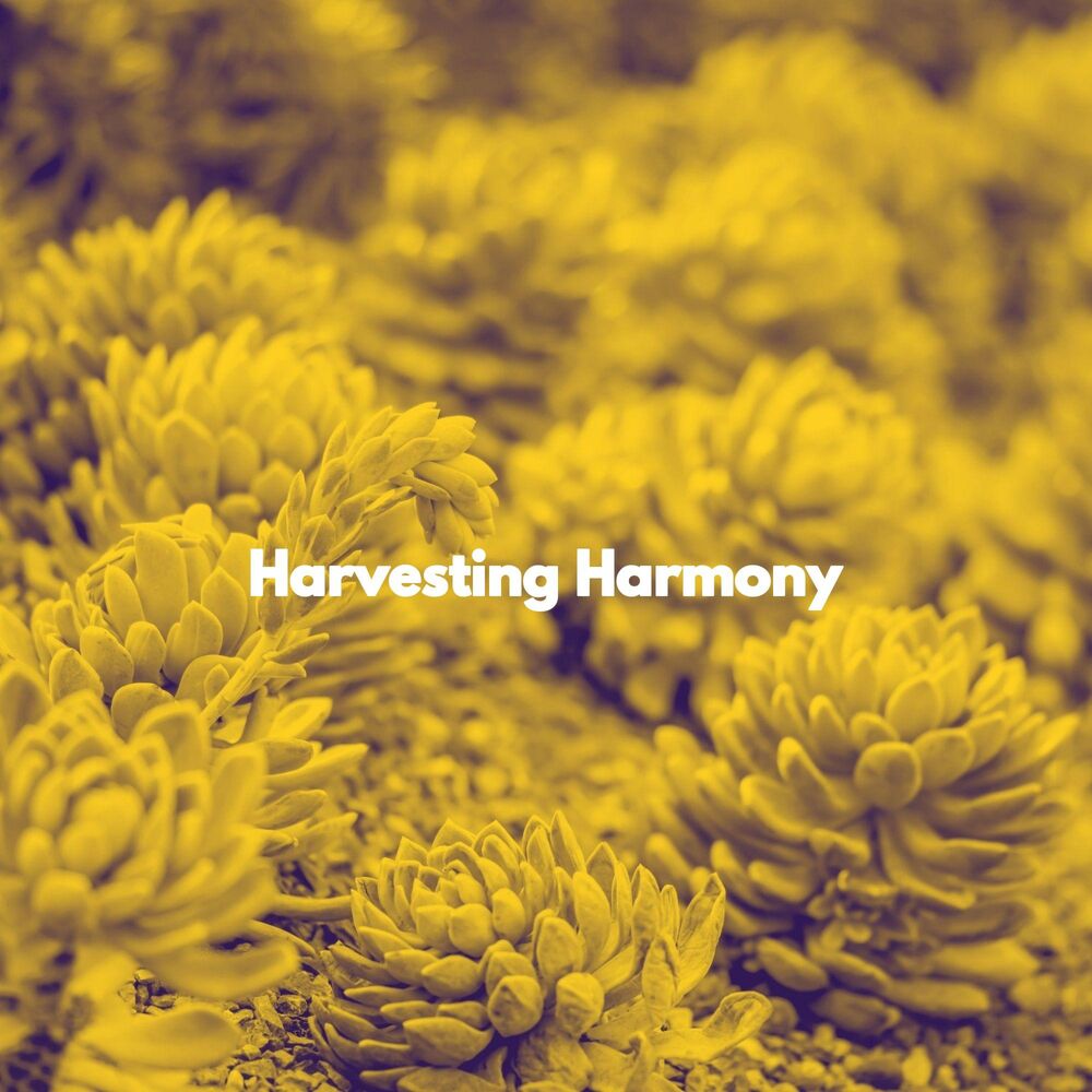 Picture of Harvesting Harmony