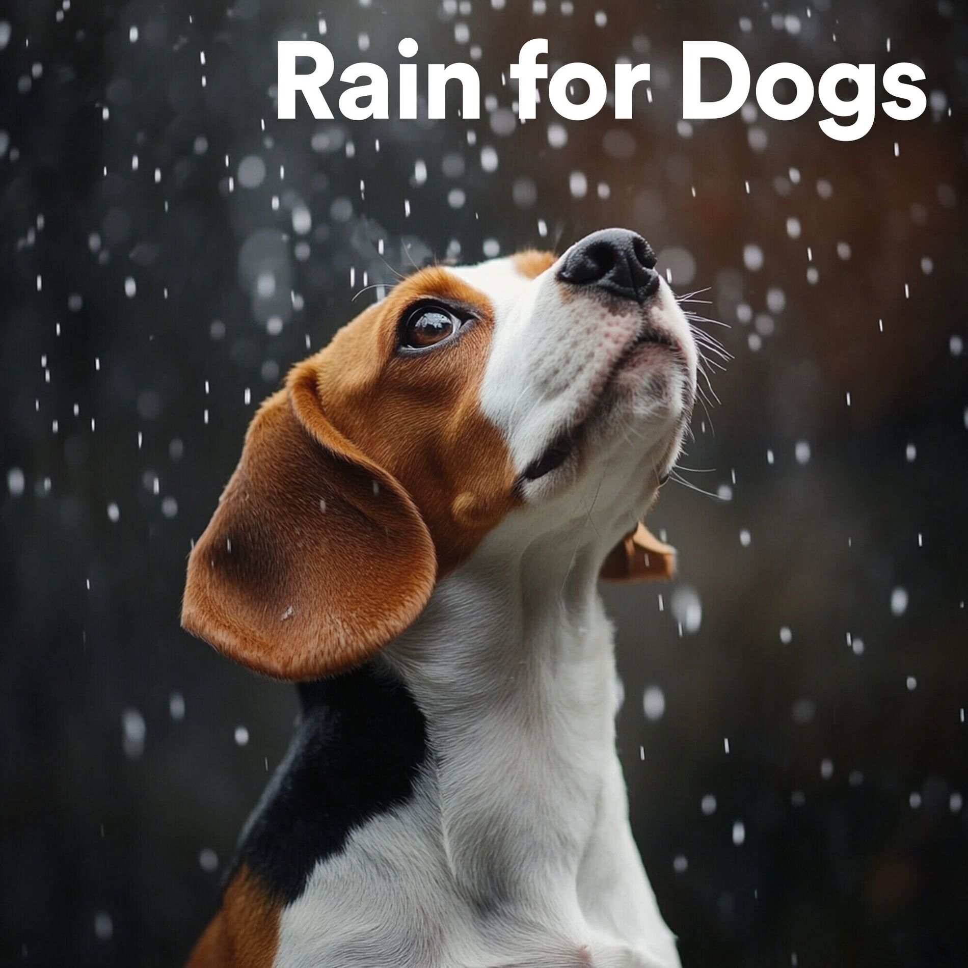 Album cover of Rain for Dogs