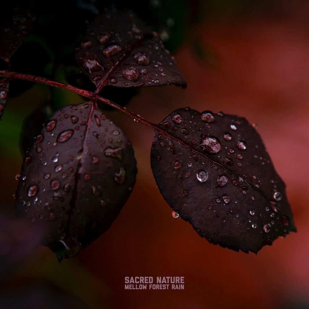 Picture of Mellow Forest Rain