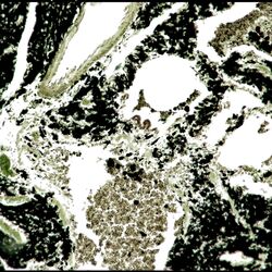 Cover of Breathing Organisms