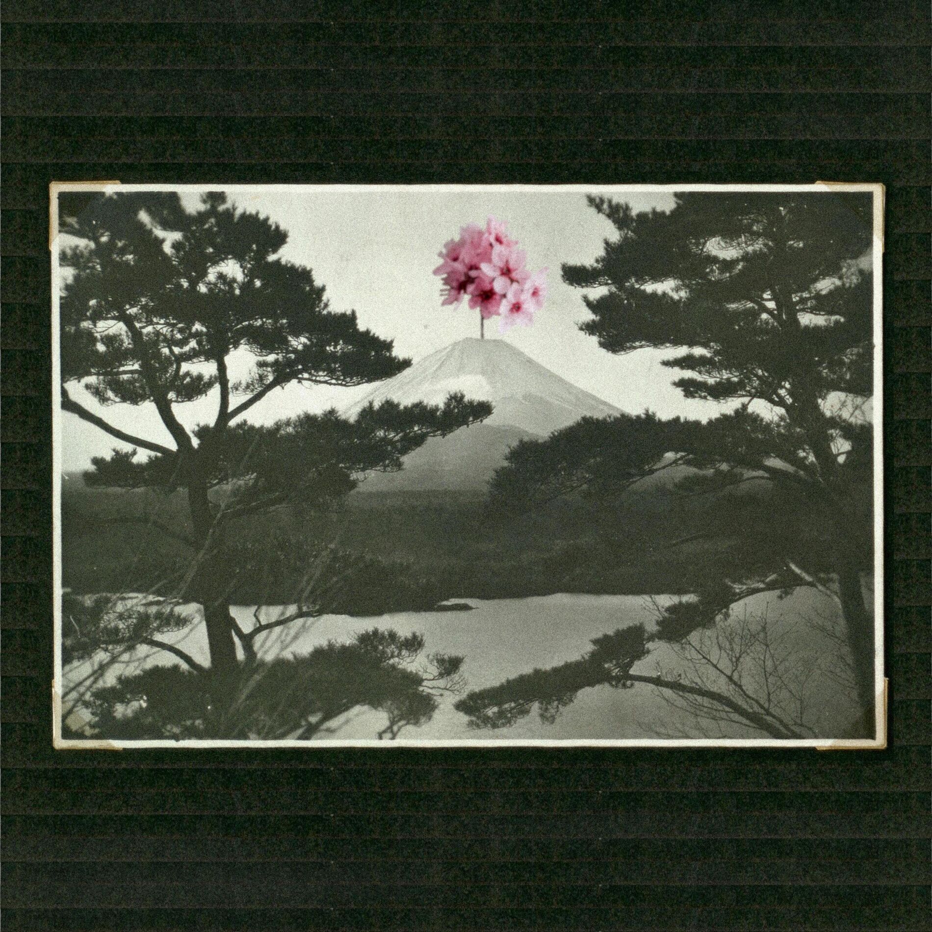 Album cover of Hana Hana no Mi