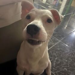 Cover of Kita Na Ang Ngiti