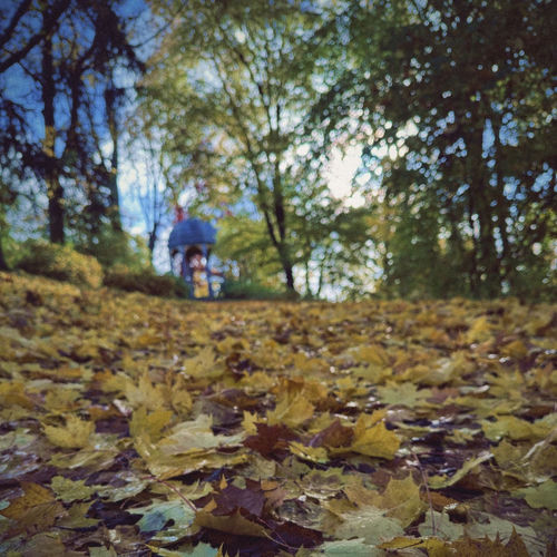 Fall Blossom