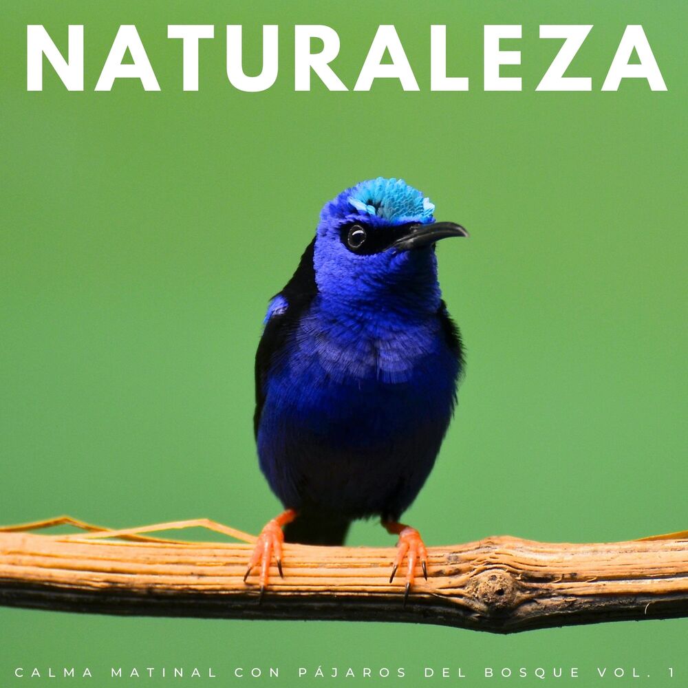 Picture of Naturaleza: Calma Matinal Con Pájaros Del Bosque Vol. 1