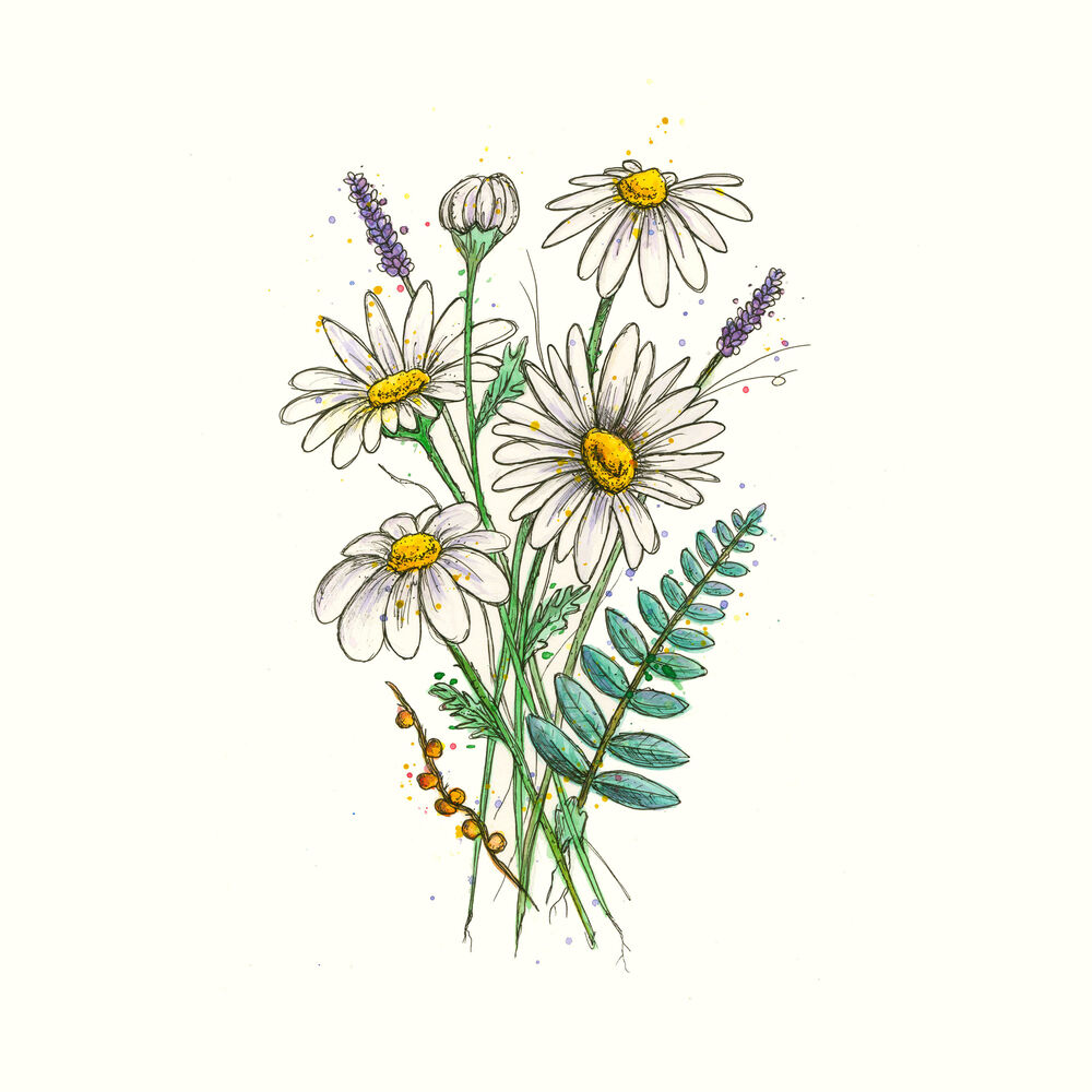 Picture of Daisies
