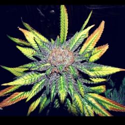 Cover of La Weed