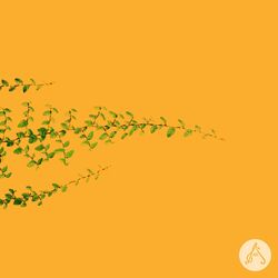Cover of The Sub Rosa Garden