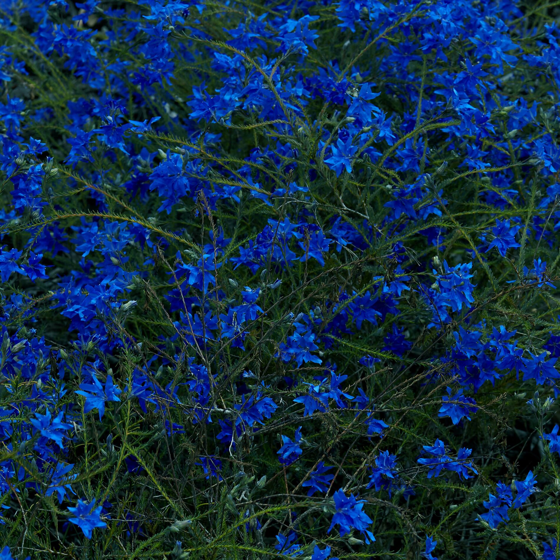 Album cover of Gift Song II