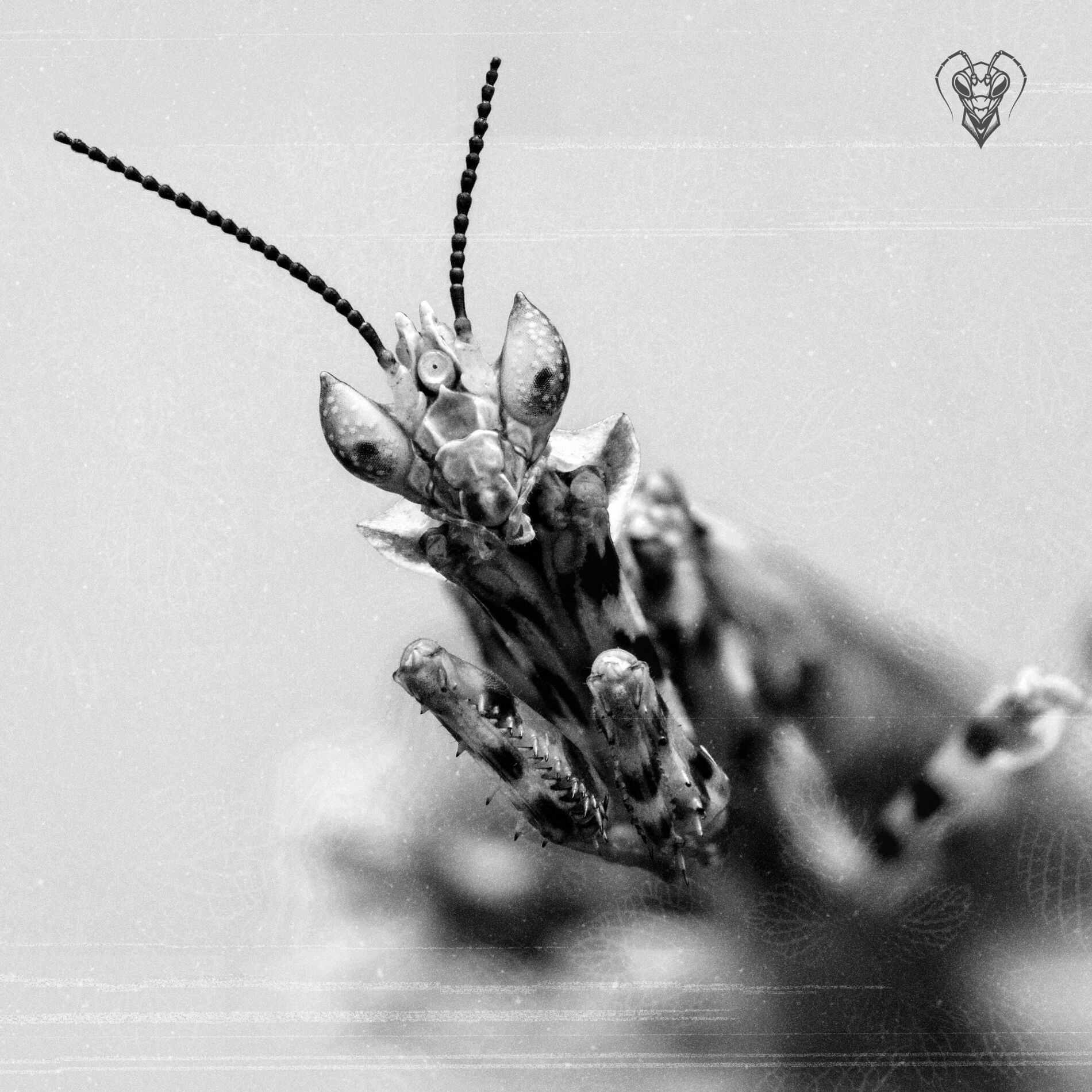 Album cover of GIANT INSECTS