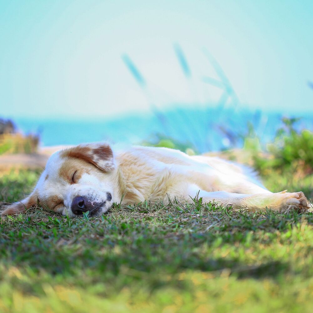 Picture of Dogs' Dreams: Summer Nature's Lullaby