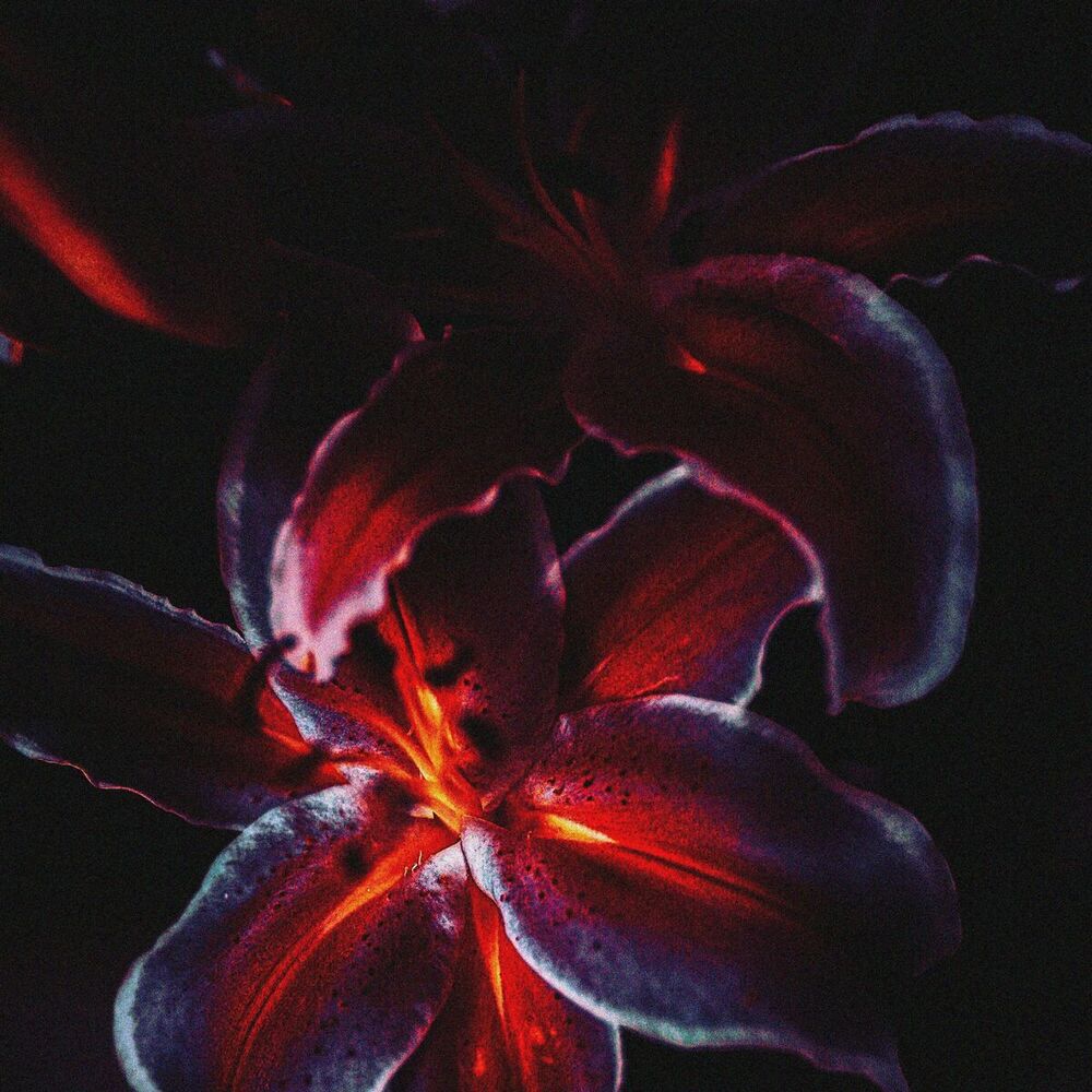 Picture of Lily