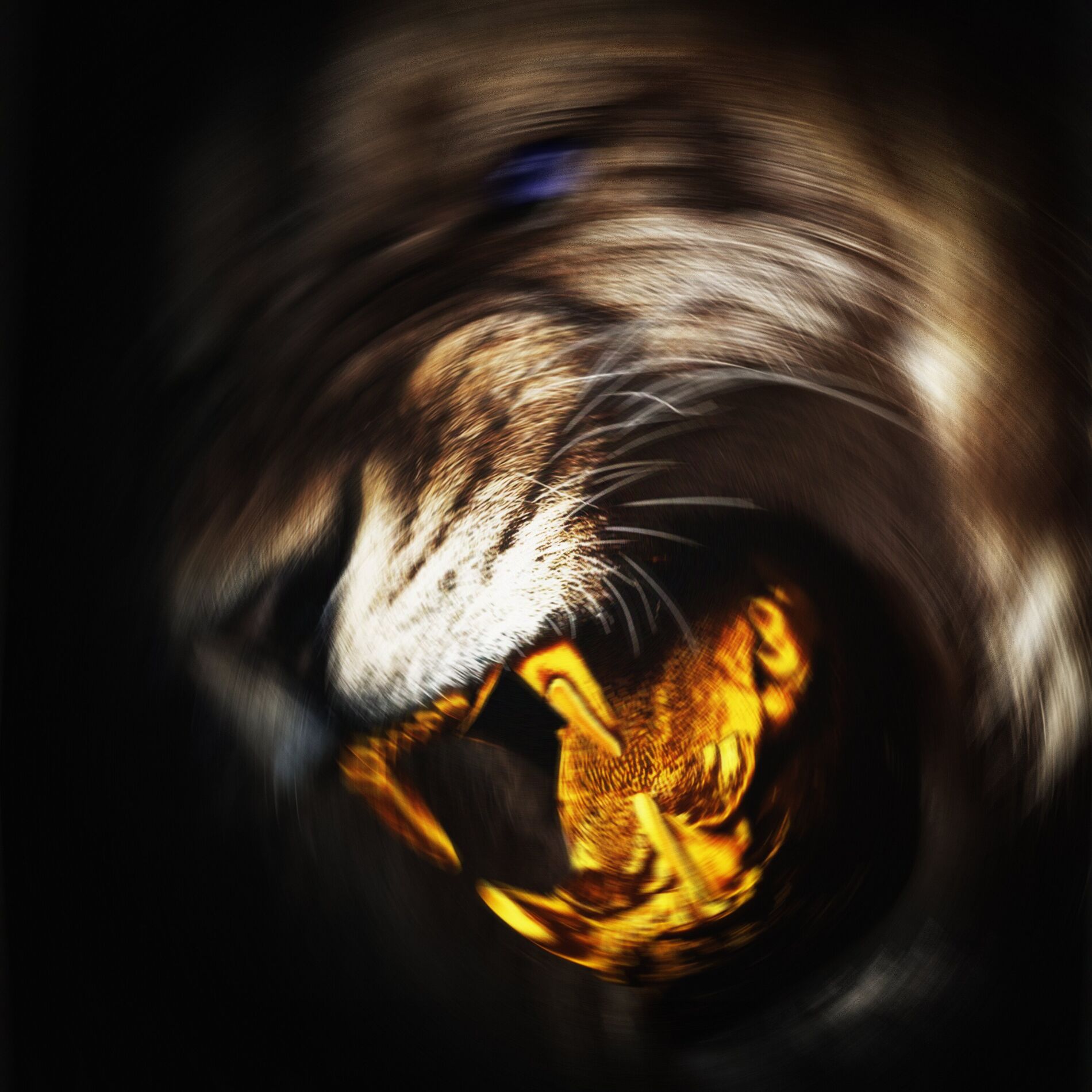 Album cover of Manita Fenerli