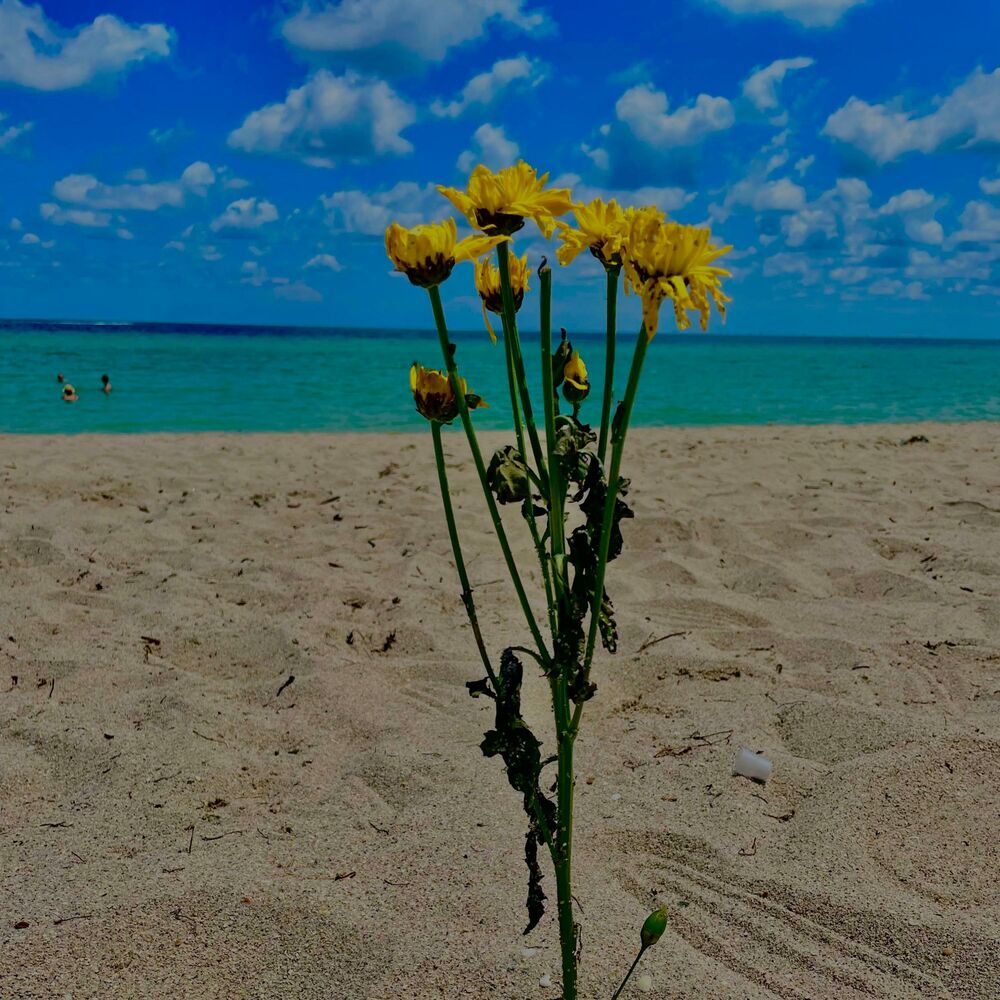 Picture of Maybe In Another Life/Quizas En Otra Vida
