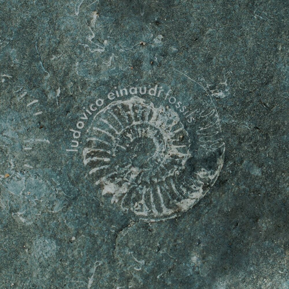 Picture of Fossils