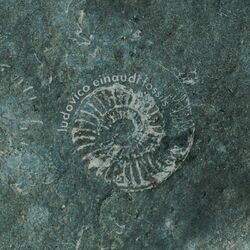 Cover of Fossils