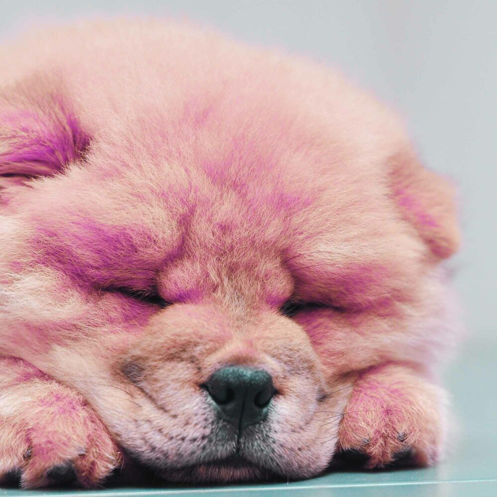 Picture of Guitar Jazz - Ambiance for Comforting Puppies