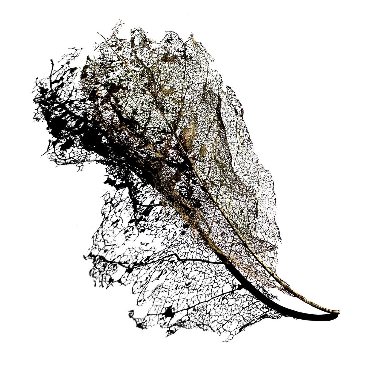 Album cover of Swarm