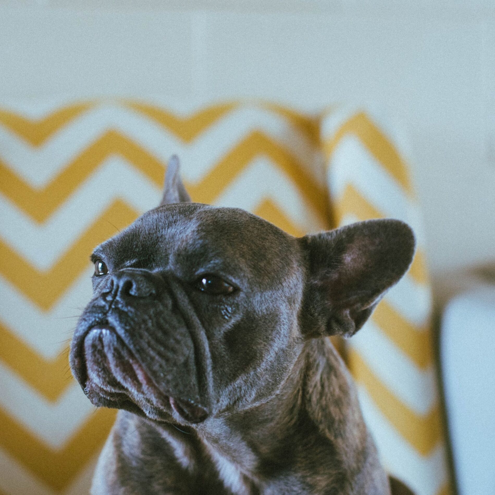 Album cover of Bgm for Sleepy Pups