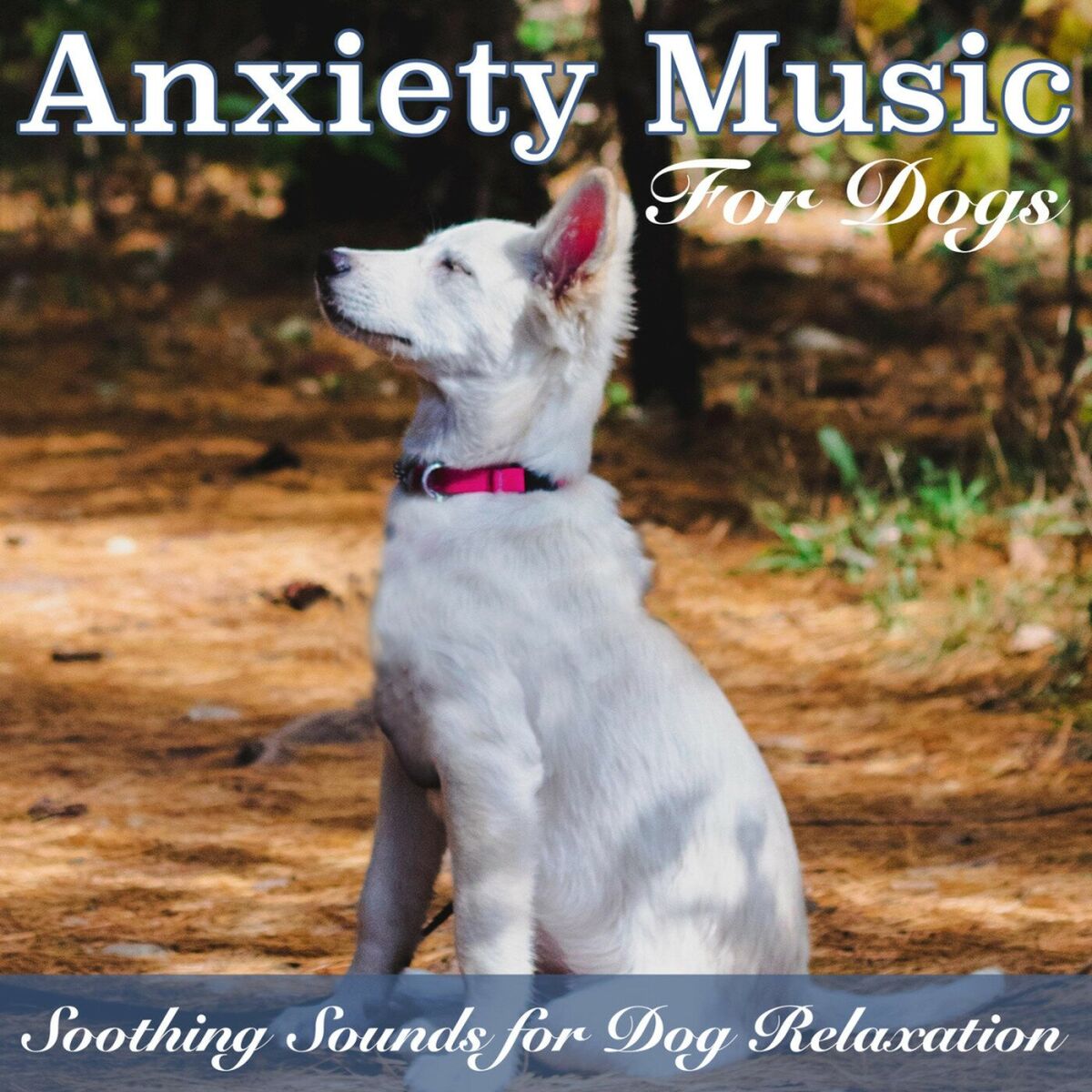 Album cover of Anxiety Music for Dogs: Soothing Sounds for Dog Relaxation