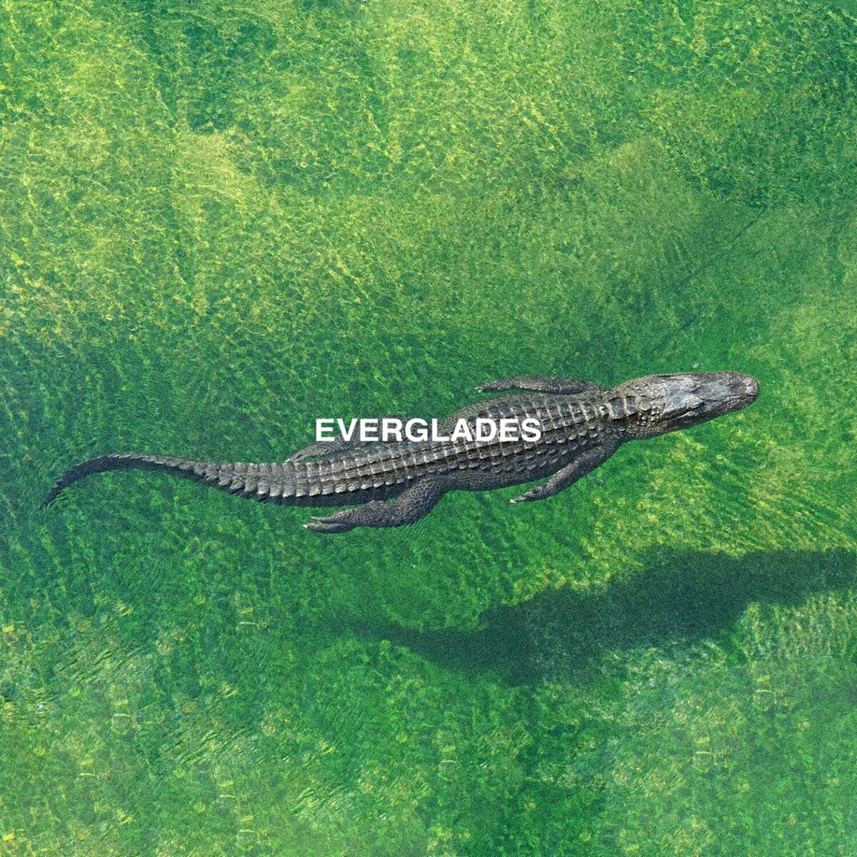 Album cover of Everglades