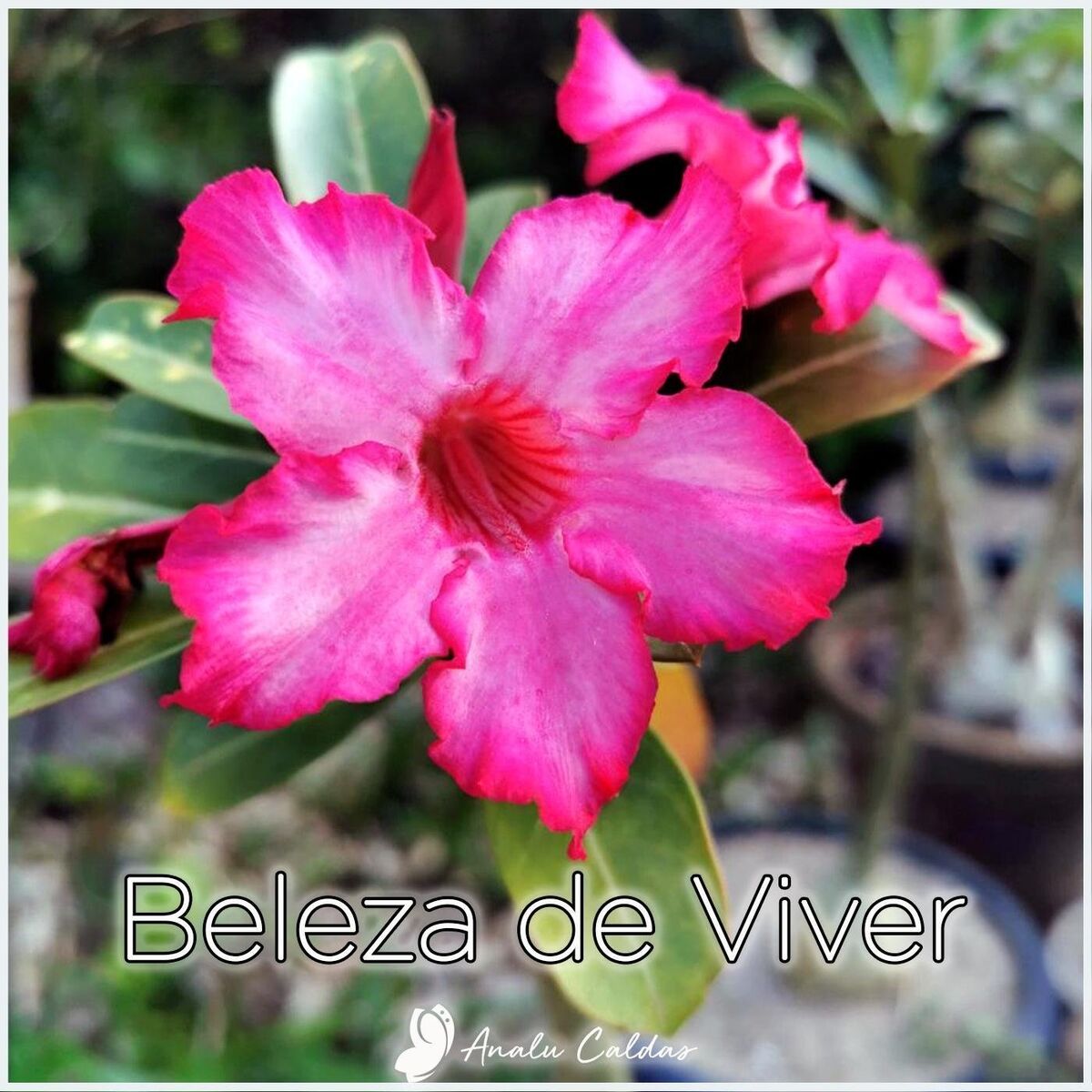 Album cover of Beleza de Viver