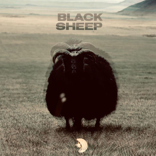 Black Sheep