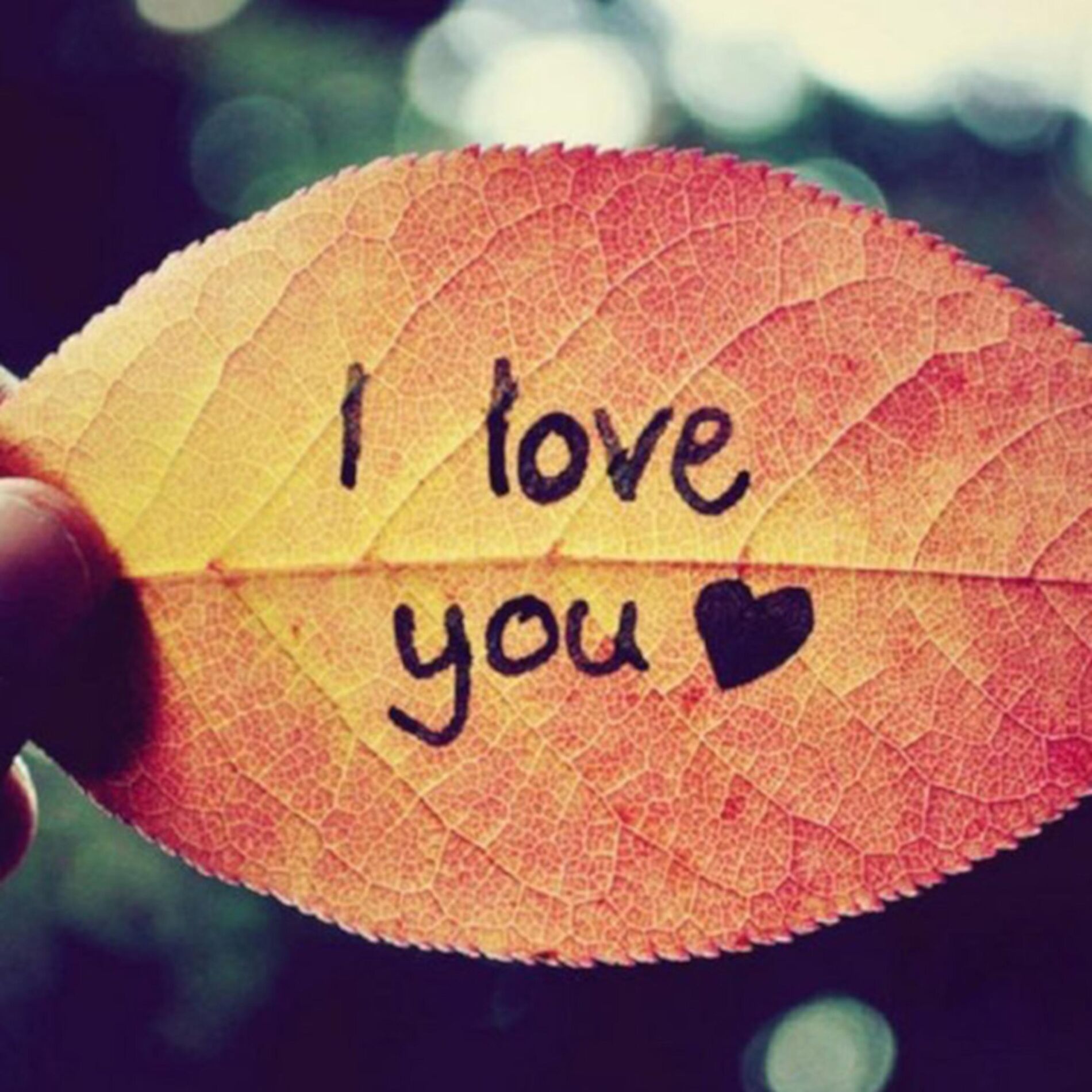 Album cover of I Love You