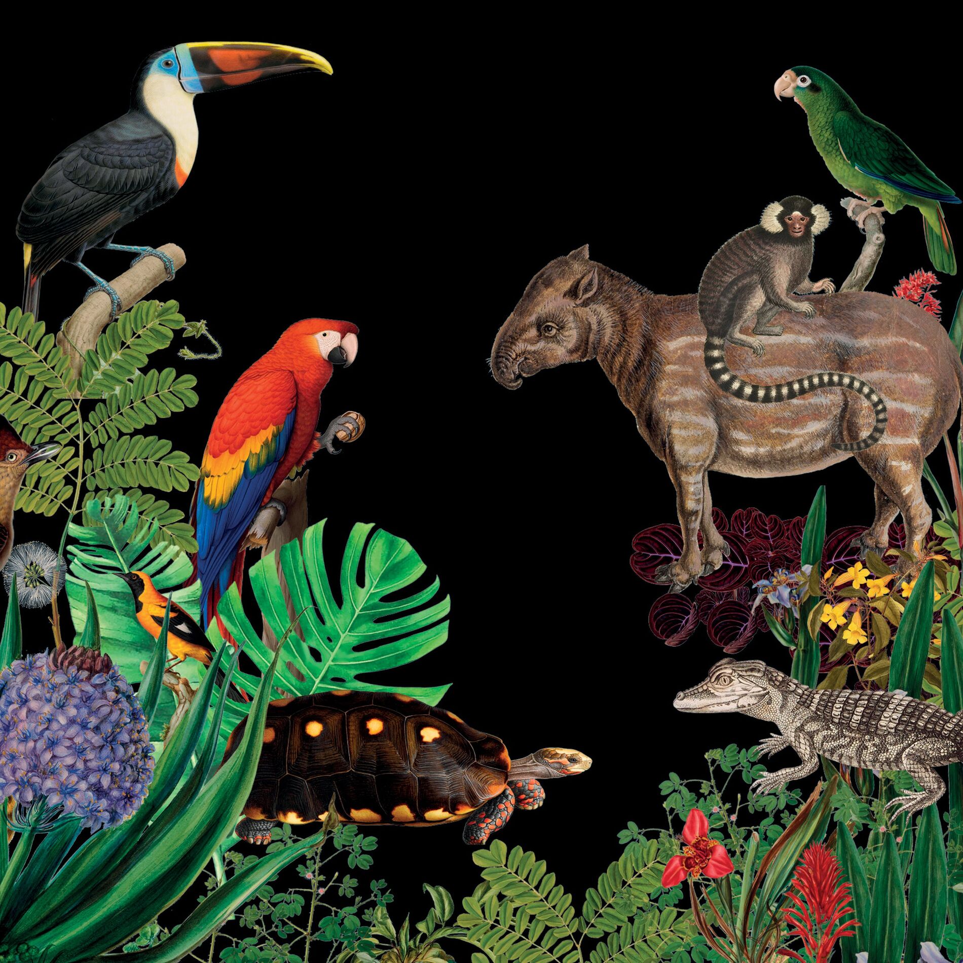 Album cover of Darwin Clarinet Species