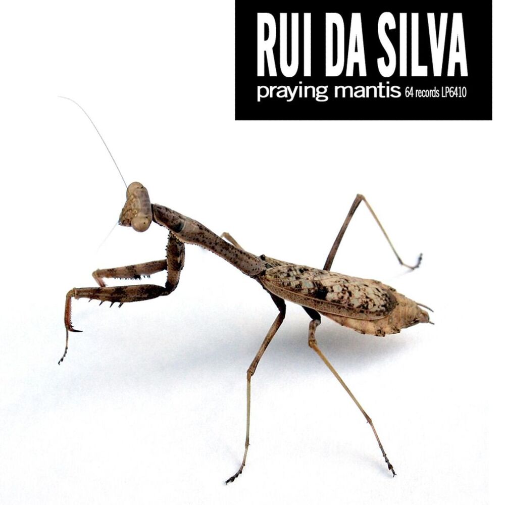 Picture of Praying Mantis