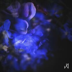 Cover of Iris
