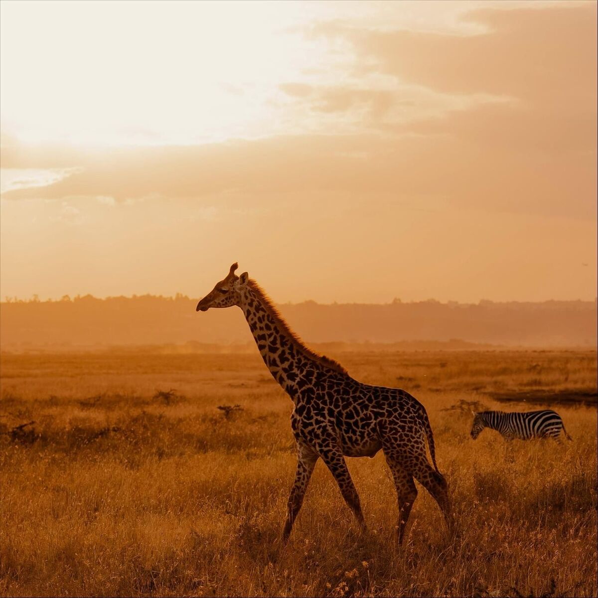 Album cover of Call of the Wild Plains