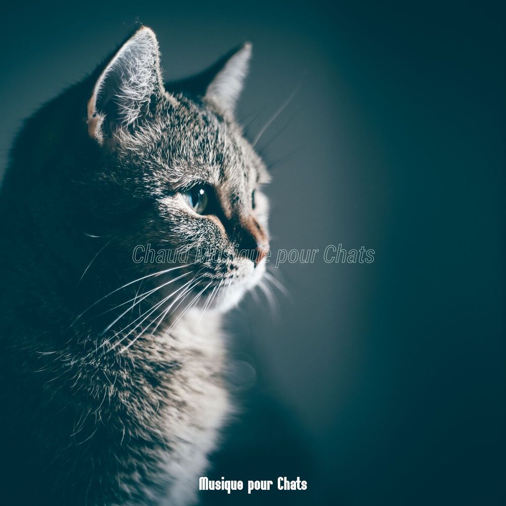 Picture of Chaud Musique pour Chats