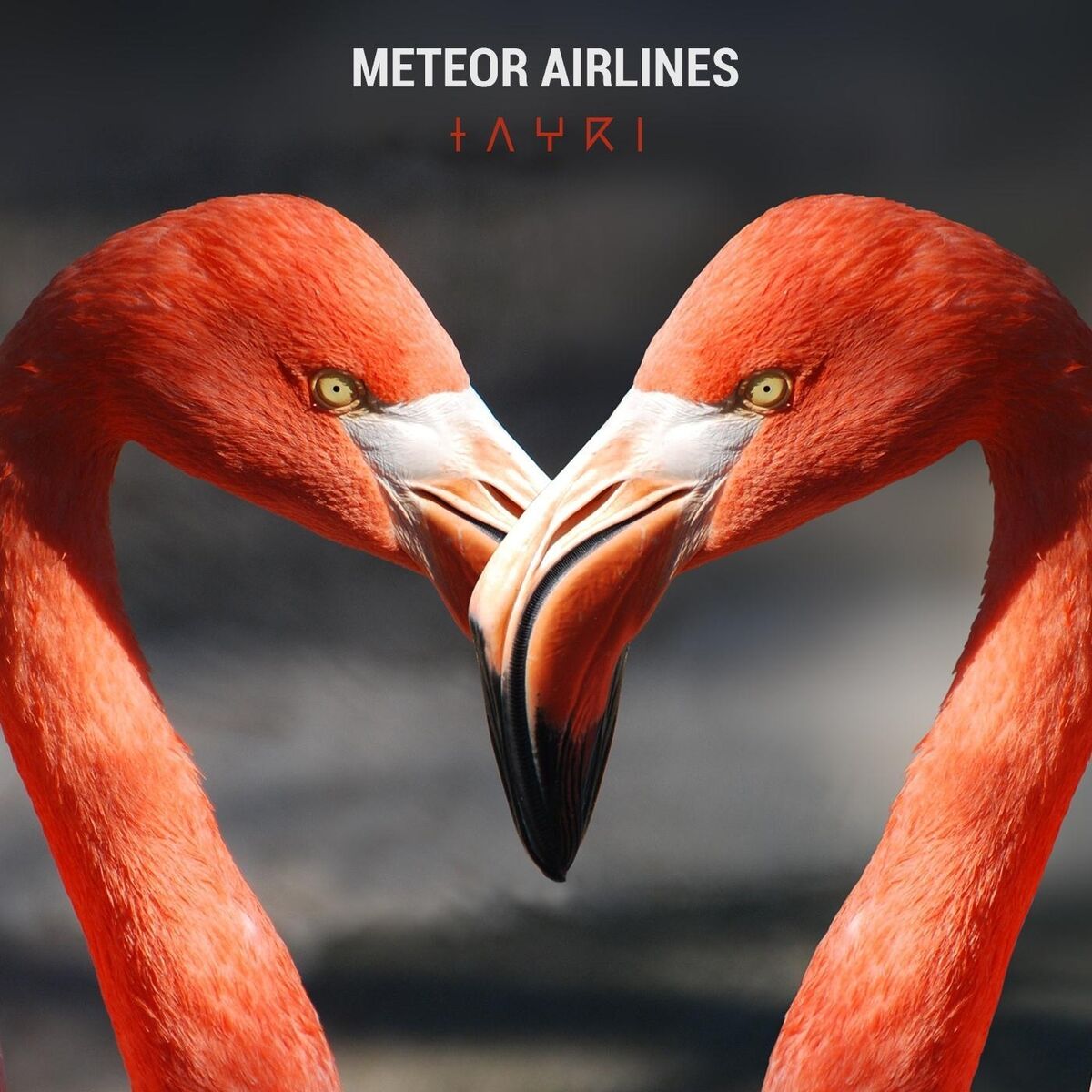 Album cover of Tayri