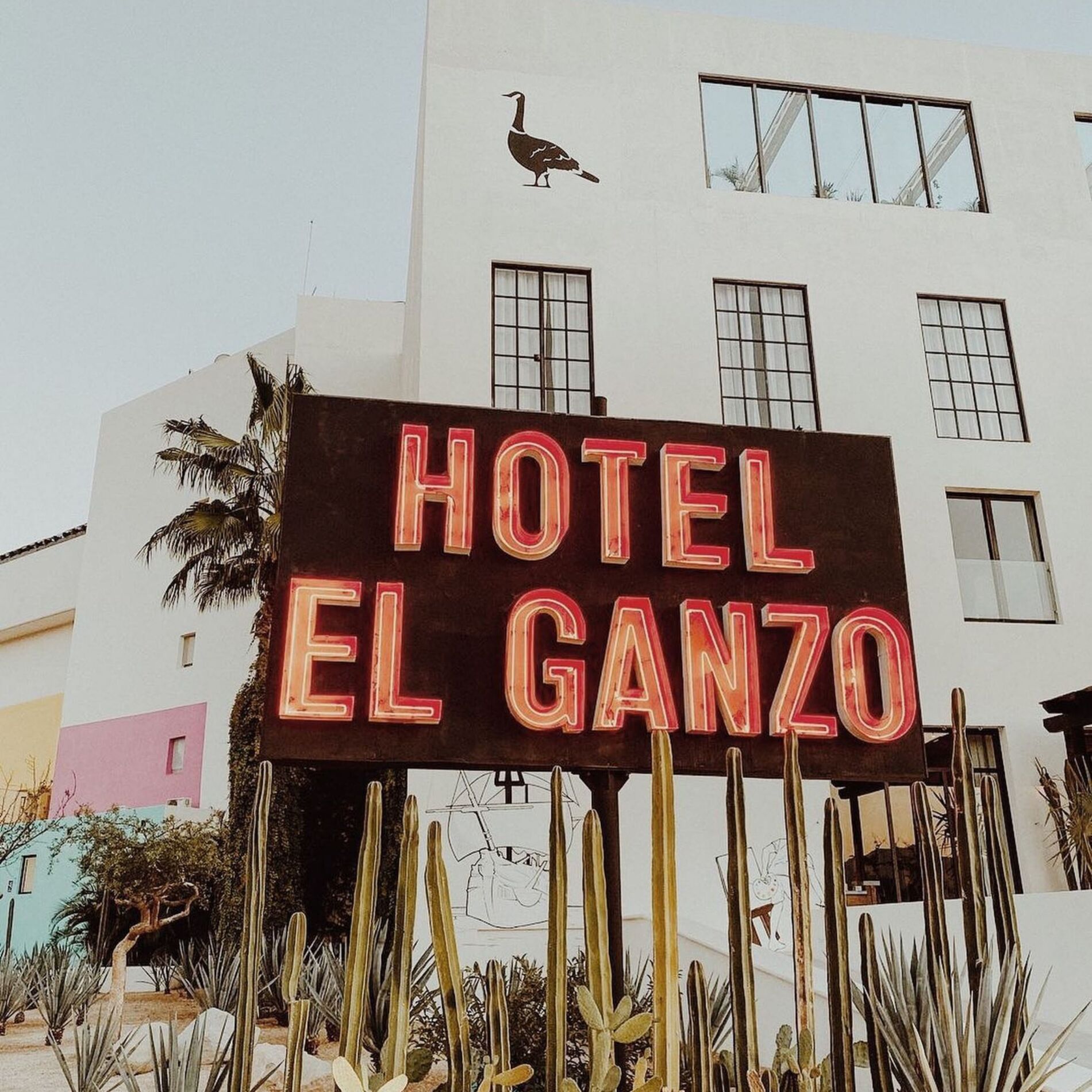 Album cover of LIVE from El Ganzo