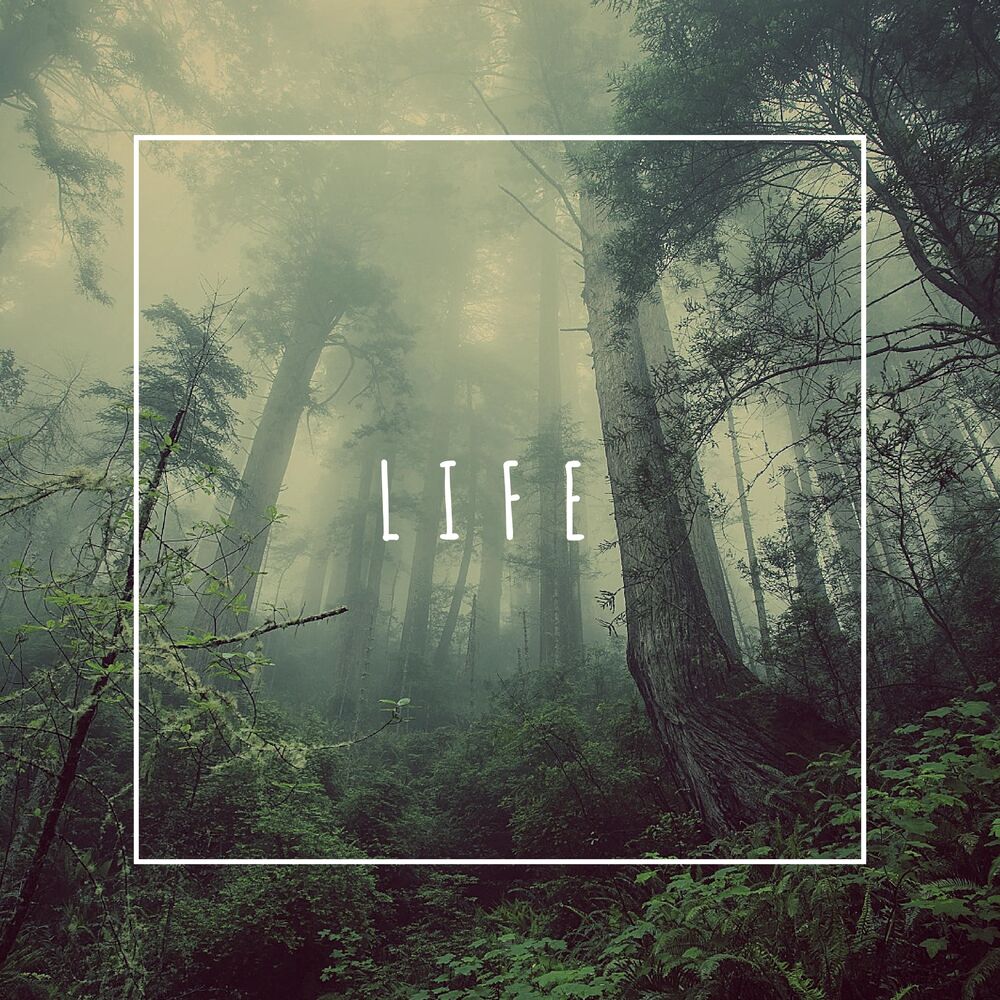 Picture of Life