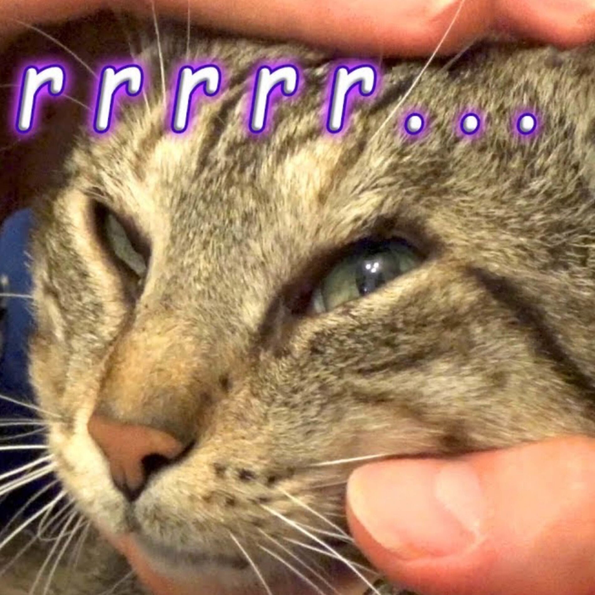 Album cover of Cat Massage ASMR (No Talking, Purring), Pt. 1