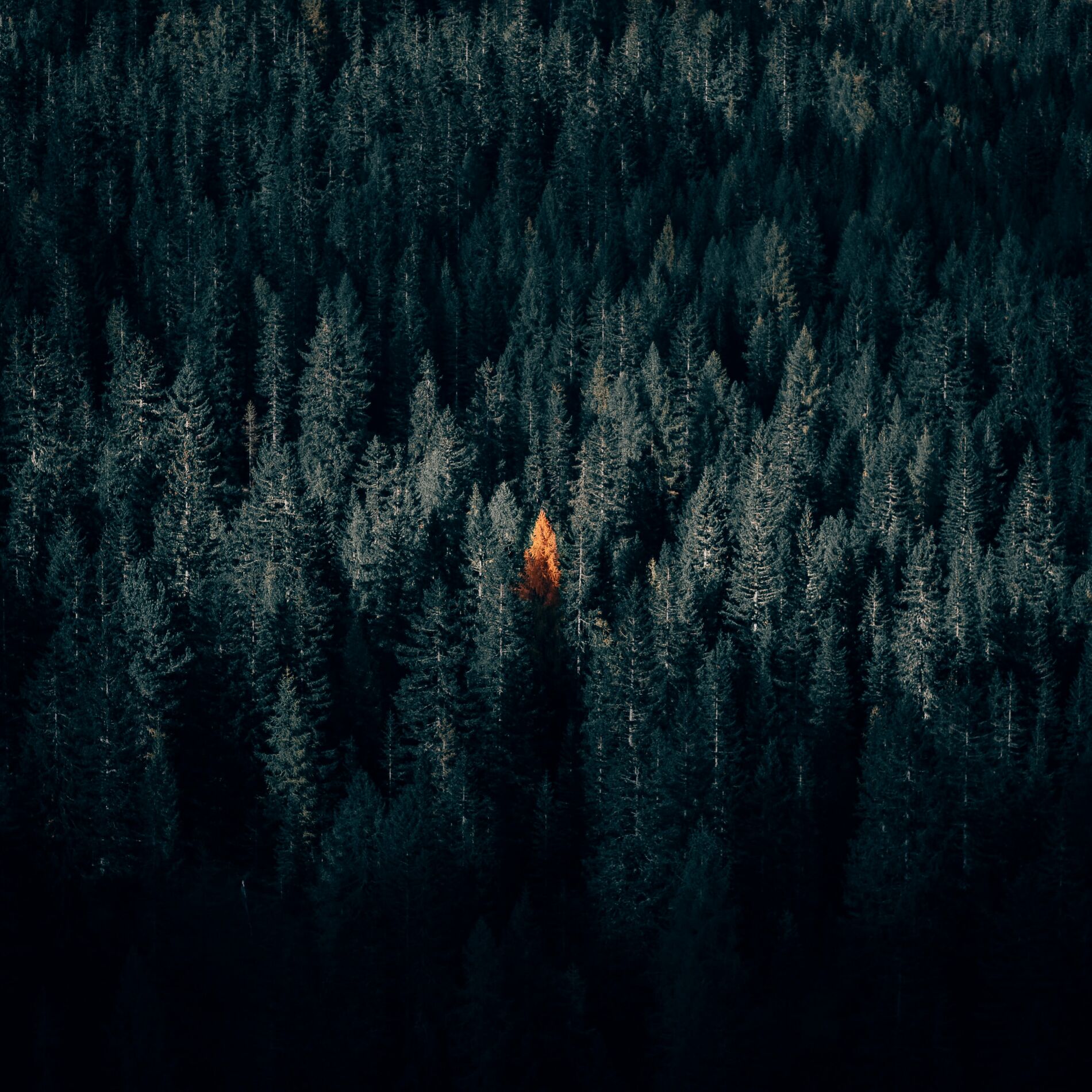 Album cover of Faille