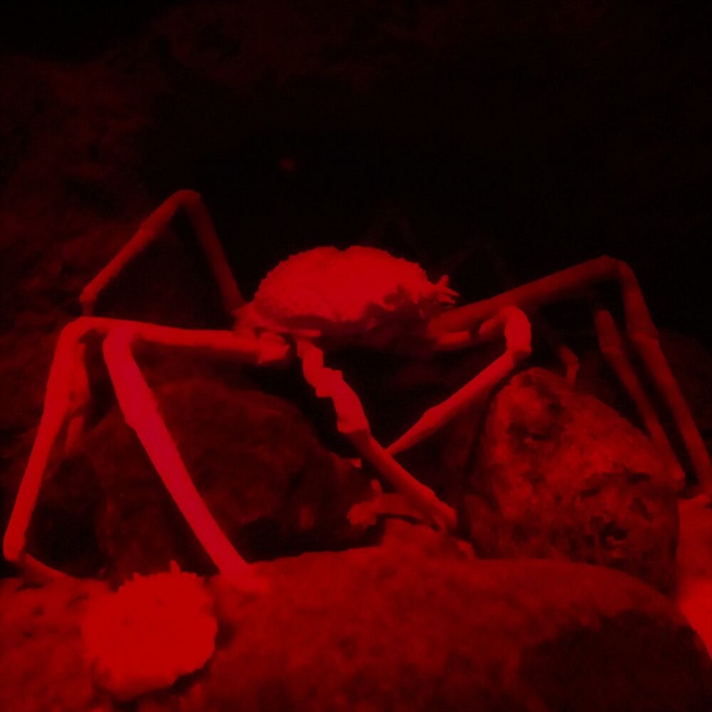 Picture of Wither Without Me