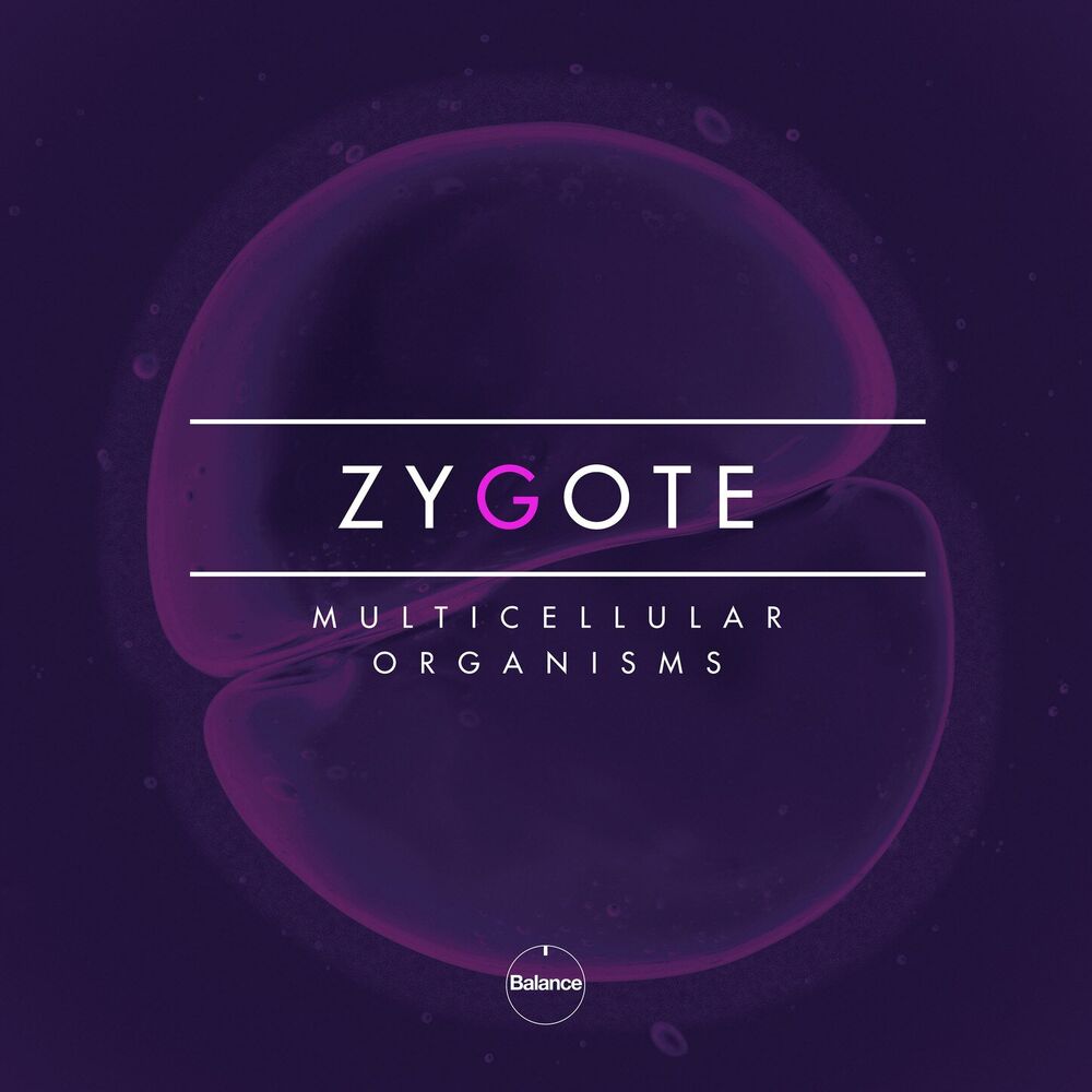 Picture of Zygote